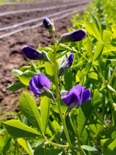 Blue Wild Indigo AKA Baptisia Seeds (Certified Organic) – Perennial ...