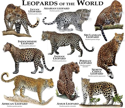 Stampa poster Leopardi del mondo - Etsy Italia | Wild cats, Animals ...