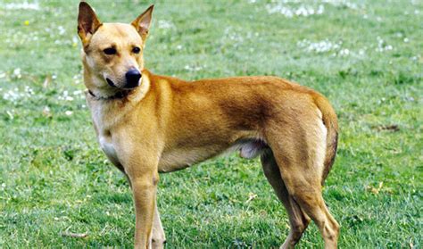 Canaan Dog - Temperament, Lifespan, Shedding, Puppy