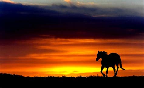 Horses at Sunset Wallpapers | Horse wallpaper, Animals beautiful ...