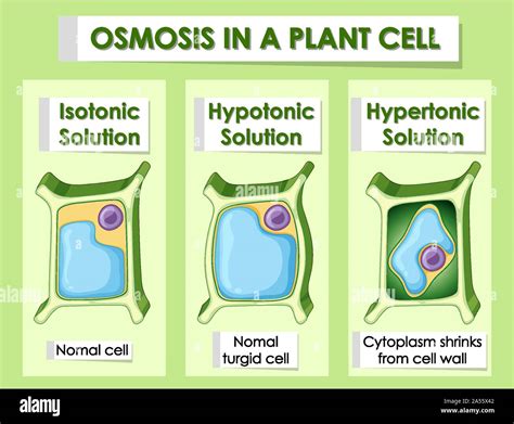 Diagram showing osmosis in plant cell illustration Stock Vector Image ...