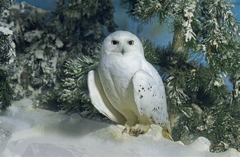 Winter Wonderland: Snowy Owl HD Wallpaper