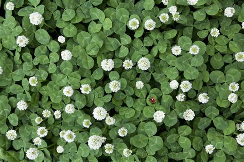 How to Plant a Clover Lawn | Clover lawn, Weeds in lawn, Common lawn weeds