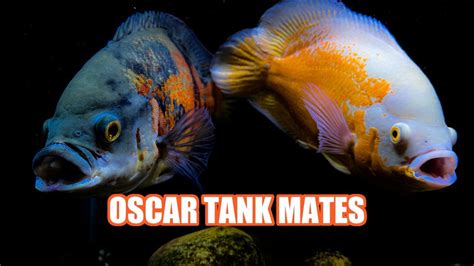 Best Oscar Fish Tank Mates - YouTube