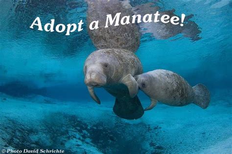 Adopt a manatee for the holidays! Order by tomorrow (December 9th) in ...