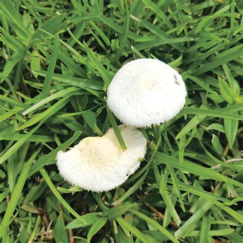 What do those mushrooms mean for your landscape? | Eunice News