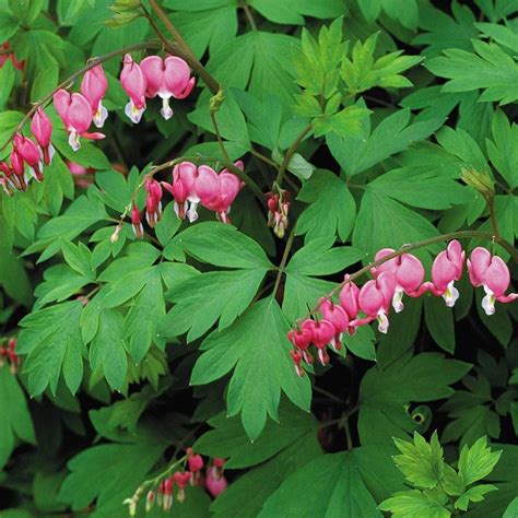 Dicentra spectabilis