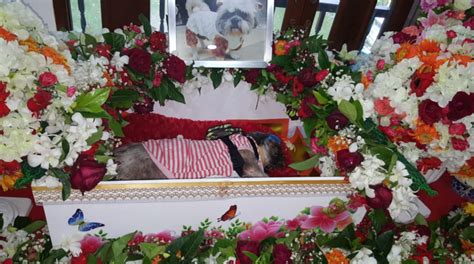 Pet Funeral Service | Best North Brisbane Pet Cremation 2021