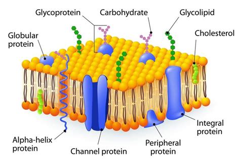 diagram of cell membrane with labels