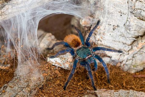 Species of Tarantula: The Complete List of Tarantula Breeds - AZ Animals