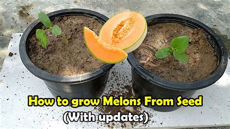 How to grow Melons From Seeds | Grow Melons in pots - Herbal Plant Power