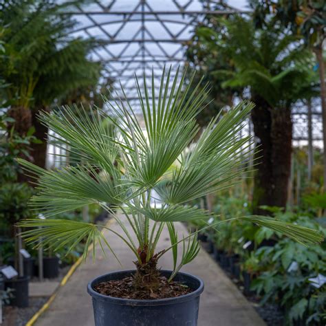 Buy Chamaerops humilis (Dwarf Fan Palm) - Architectural Plants