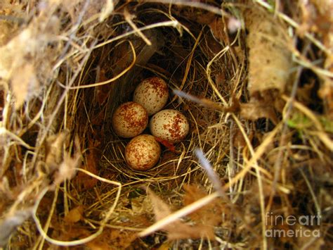 Wren Eggs Photograph by Donna Brown