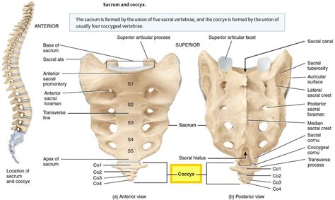 Coccyx bone anatomy, tailbone pain, fractured tailbone & treatment