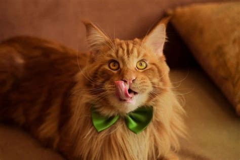 11 Foods Maine Coon Cats Love to Eat And Why - MaineCoon.org