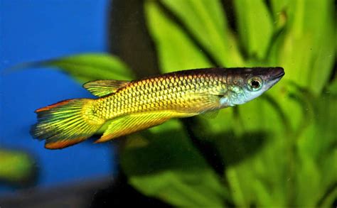 Killifish - Care Guide, Breed Profile, Diet, Tank Setup and More