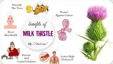 HEALTH BENEFITS OF MILK THISTLE:. Milk thistle is an older herbal ...