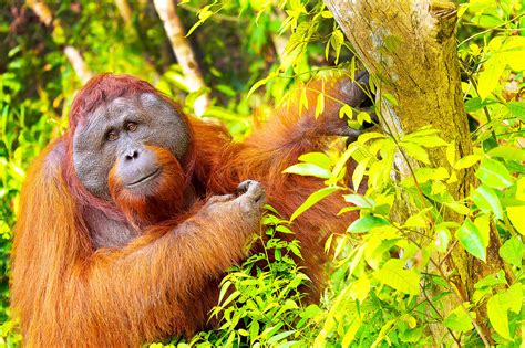 Already endangered orangutans now face new threats from wildfires ...