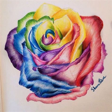 Simple Rose Tattoo Sketch - Drawing Rainbow Rose Pencil Colorful Sketch ...