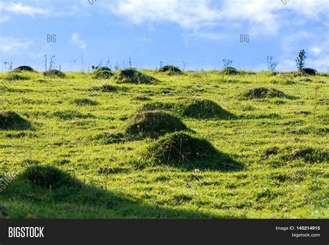 Yellow Meadow Ant Image & Photo (Free Trial) | Bigstock