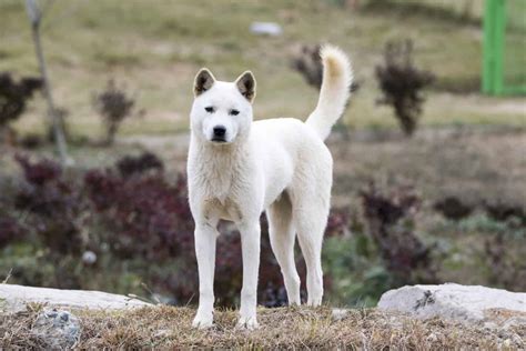 Jindo Breeders: Top 3 Places To Find A New Pet in the U.S.