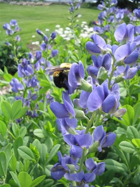 50 BLUE WILD INDIGO False Indigo Baptisia Australis Flower | Etsy