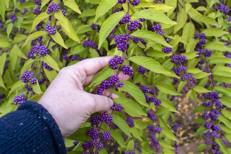 8 Reasons to Grow Beautyberry In Your Backyard