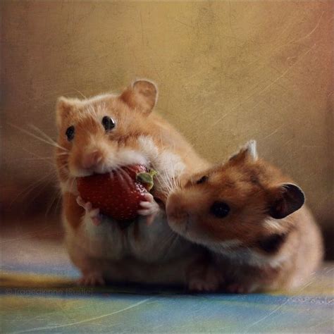 Quick, hide the evidence! | Cute animals, Funny animals, Cute hamsters