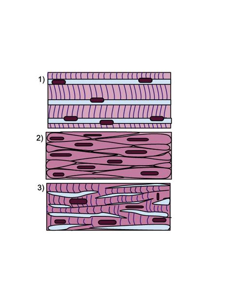 TYPES OF MUSCLE TISSUE