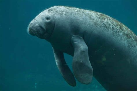 40 Manatee Facts Too Adorable To Miss - Facts.net