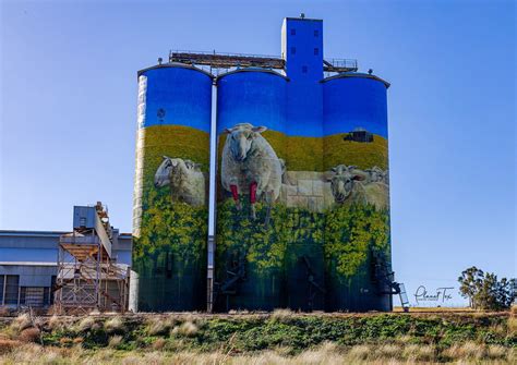 Merriwa Silo Art