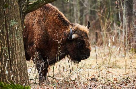 Biking With Bison in the Bialowieza Forest | Poland Wildlife