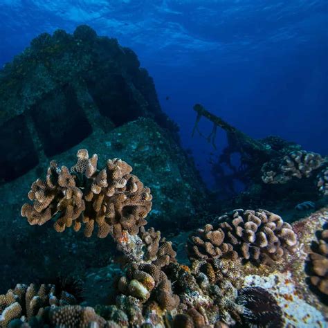 Scuba Diving Oahu: 5 Stunning Dive Sites Not To Miss Out On ...