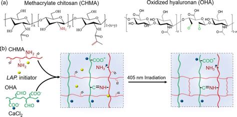 (a) Chemical structures of methacrylate chitosan (CHMA) and oxidized ...