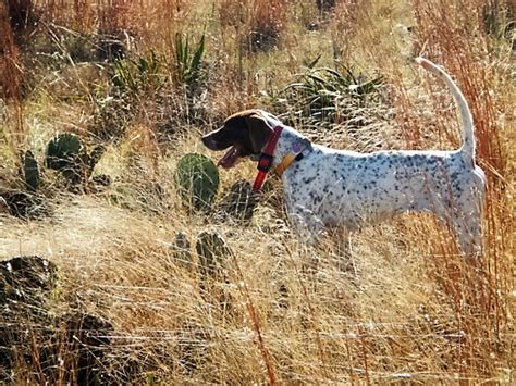 Quail Hunting - Guided Quail Hunts in Texas | Schmidt Double T Ranches