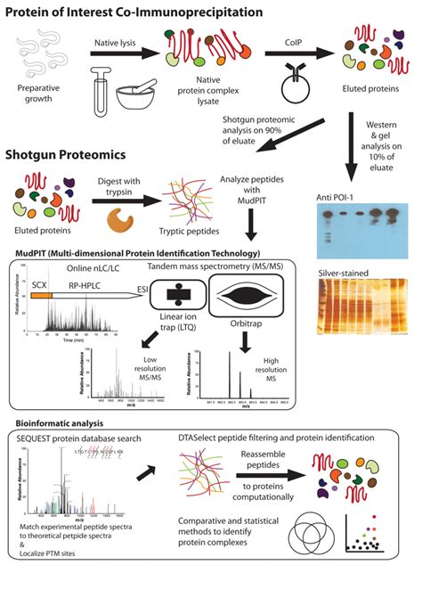 Figure 2, CoIP-MS schematic for analysis of C. elegans protein ...