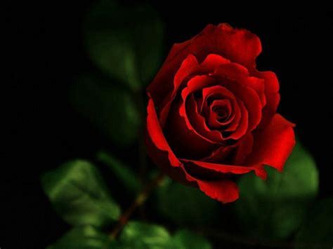 Red Roses Wallpapers For Desktop - Wallpaper Cave