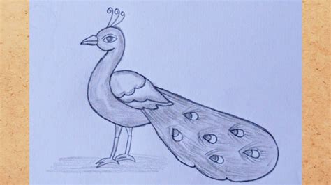 Peacock drawing easy with pencil || How to draw peacock - YouTube