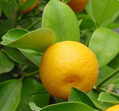 The Health Benefits of Calamondin Fruit