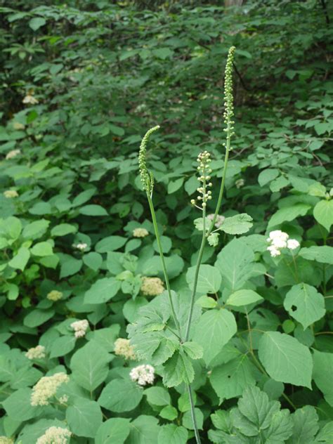 Black cohosh (Actaea racemosa) | Identify that Plant