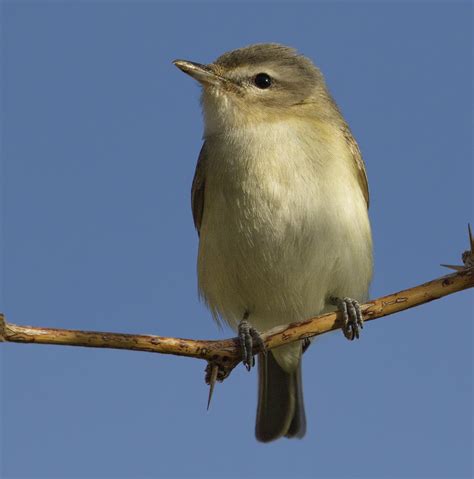 Warbling Vireo | San Diego Bird Spot