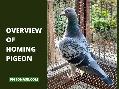 Homing Pigeon: History And Breed Guide - Pigeon Ask