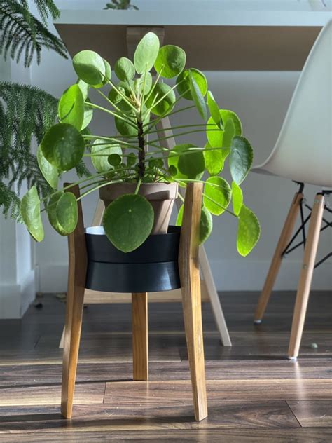 10 Best Low Maintenance Indoor Plants - My Tasteful Space