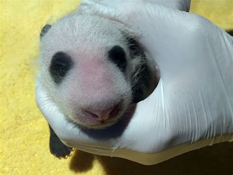 It’s a boy! National Zoo reveals sex of panda cub - WTOP News