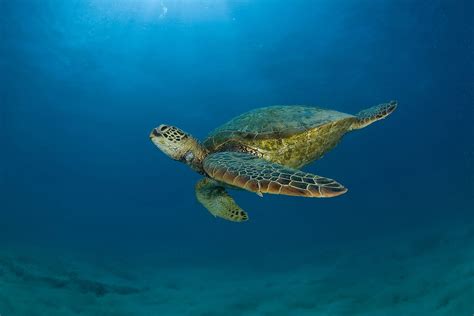 High Resolution Home Screen Sea Turtle Wallpaper