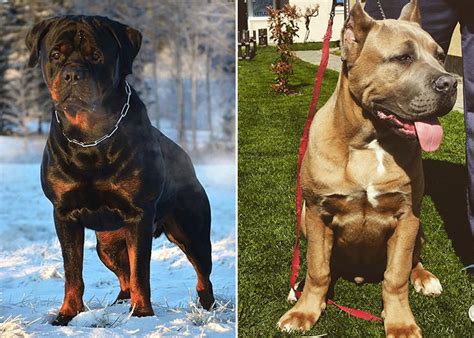 Rottweiler vs Cane Corso: Which is the Better Guard Dog? - Ned Hardy