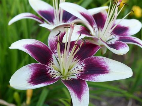 Growing Lilies - How to Plant & Care for Lily Flowers | Garden Design