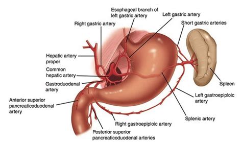 USMLE Step 1 Question of the day #60 – Meddiction