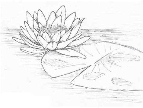 lily pad | Flower line drawings, Flower drawing, Ink illustrations