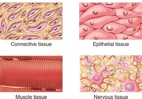 Why is histology important? · Get a professor